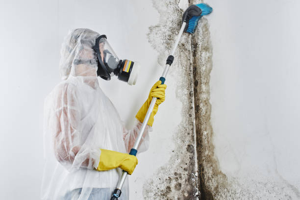 Best Mold removal after water damage  in Gassville, AR